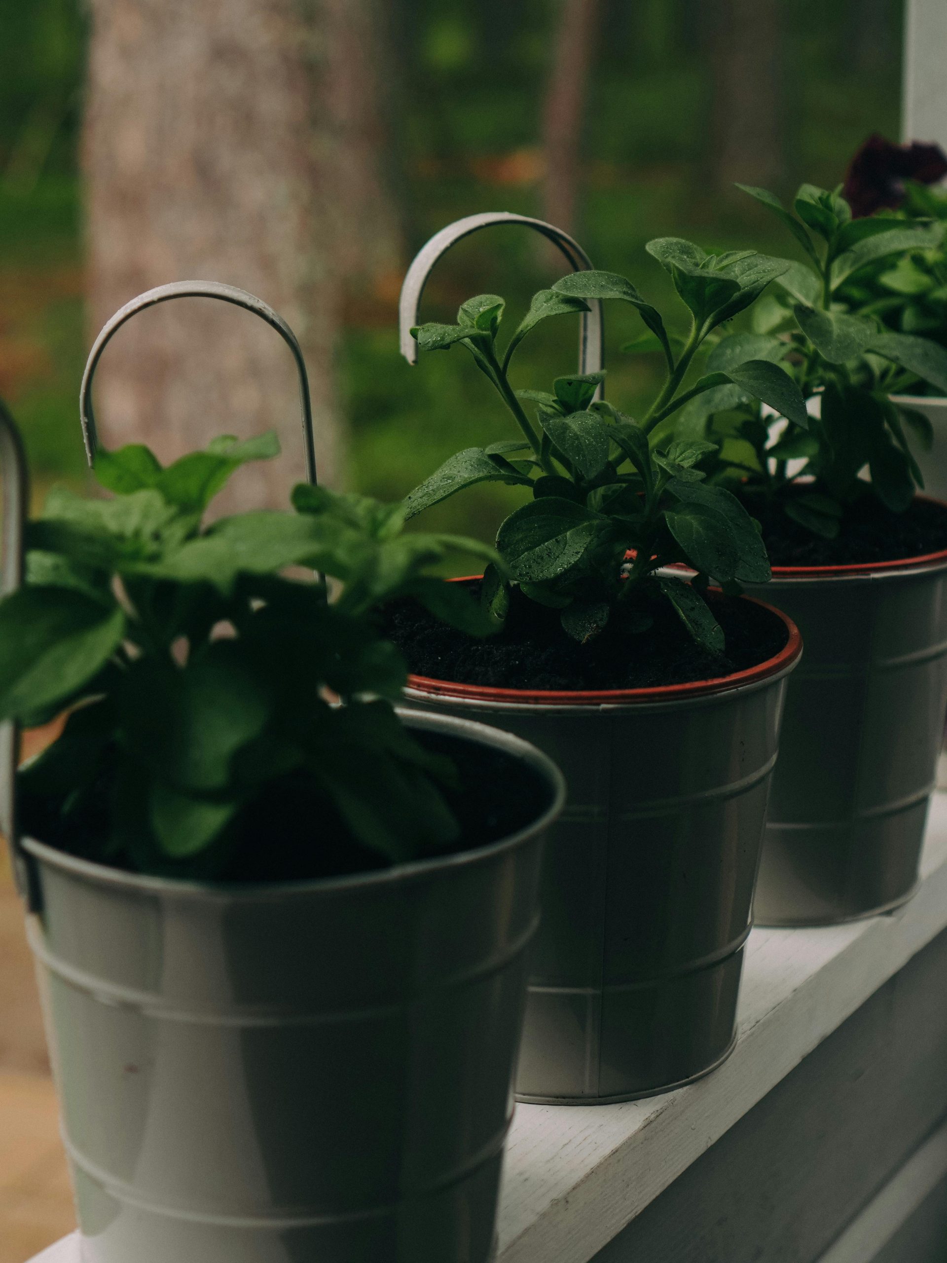 Créer un potager balcon avec récolte rapide