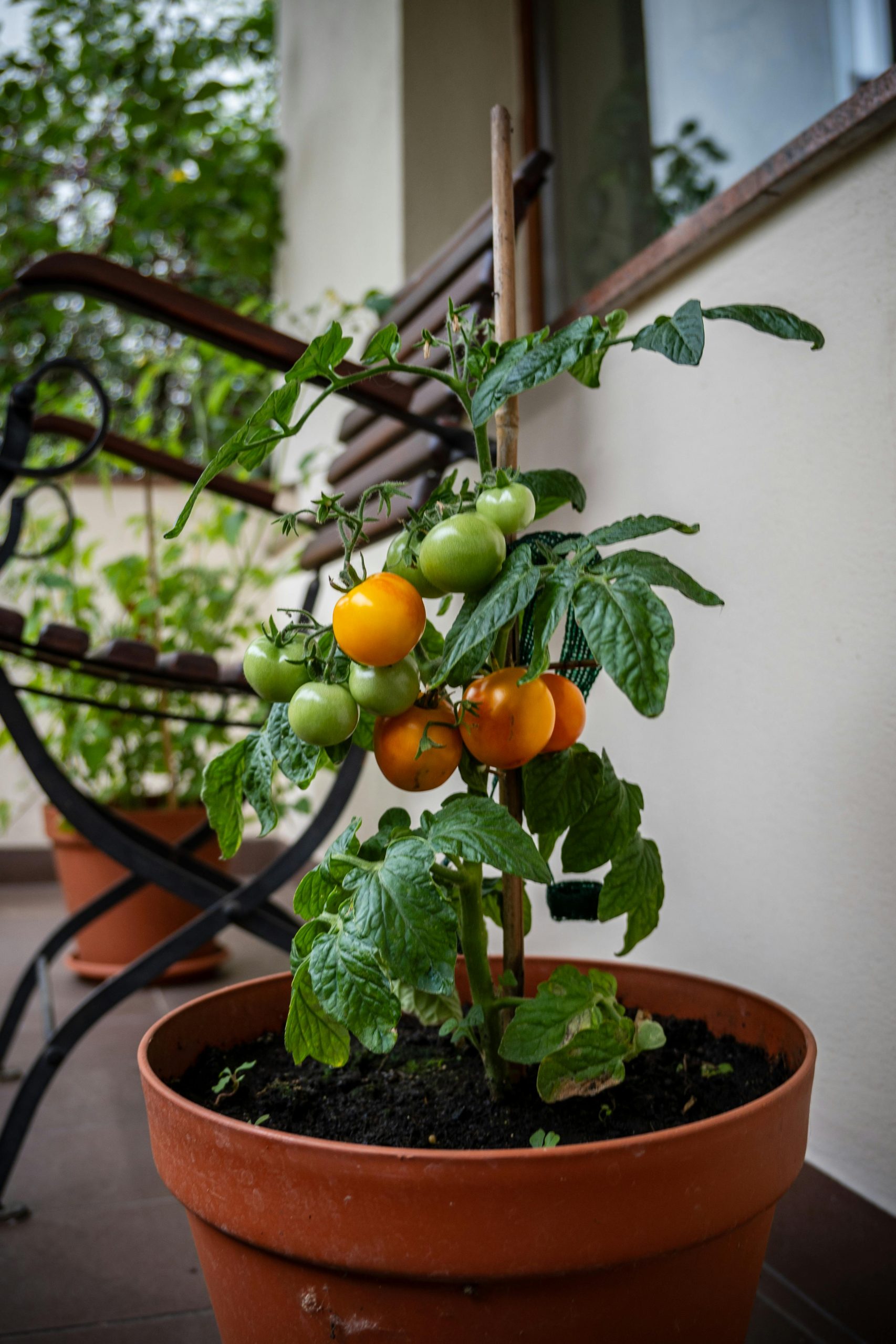 Plante de tomate cerise poussant dans un pot en terre cuite sur un balcon.